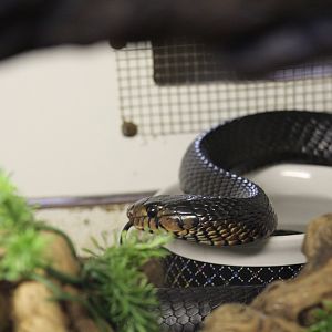 Eastern Indigo Snake