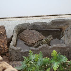 Reeves's Pond Turtle