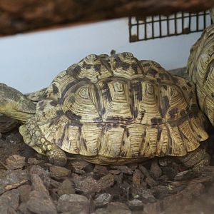 Leopard Tortoise