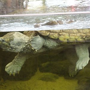 Alligator Snapping Turtle