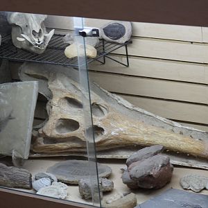 Fossil Display