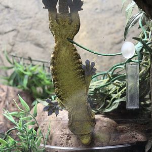 New Caledonian Giant Gecko