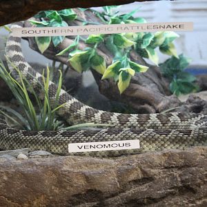 Southern Pacific Rattlesnake