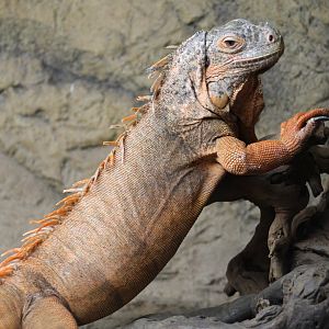 Red Iguana