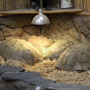 African Spurred Tortoises