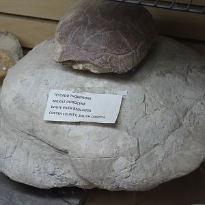 Fossil Tortoise