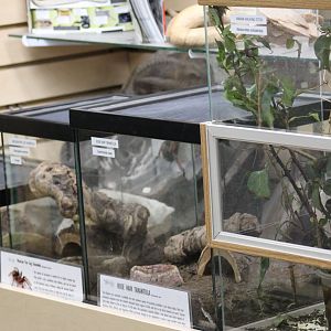 Invertebrate Terrariums