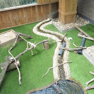 Asian Short-clawed Otter Enclosure