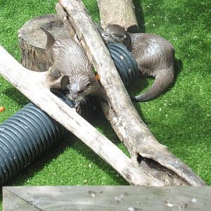 Asian Short-clawed Otters
