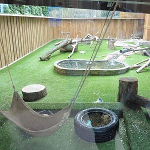 Asian Short-clawed Otters