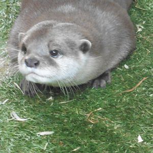 Asian Short-clawed Otter