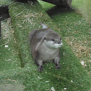 Asian Short-clawed Otter