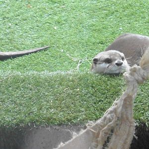 Asian Short-clawed Otter