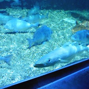 Sea Cavern - Native Shores