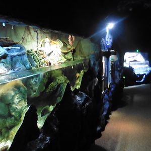 Sea Cavern