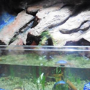Sea Cavern Shoreline Tank