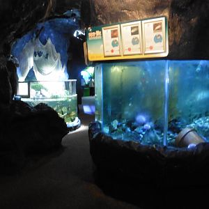 Sea Cavern Shoreline Tanks