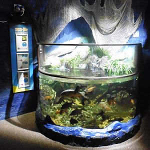 Sea Cavern Native Freshwater