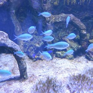 Blue Green Chromis