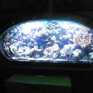 HMS Sub-Tropical tanks