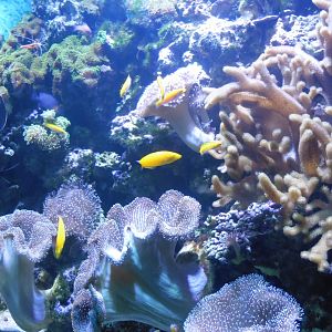 HMS Sub-Tropical tanks