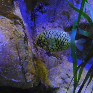 HMS Sub-Tropical tanks