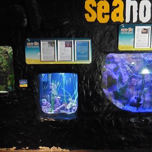 Sea Horse tanks