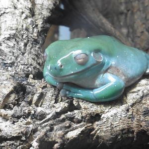 White's Tree Frog