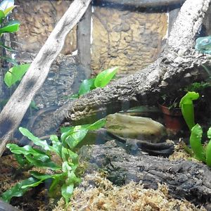 White's Tree Frog tank