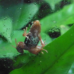 Phantasmal Poison Fart Frog