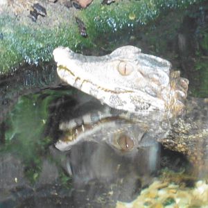 Cuvier's Dwarf Caiman