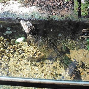 Cuvier's Dwarf Caiman