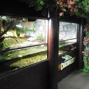 Cuvier's Dwarf Caiman tank+pool