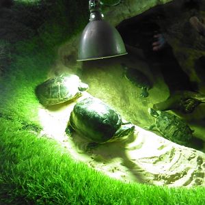 Yellow-bellied Sliders + pool