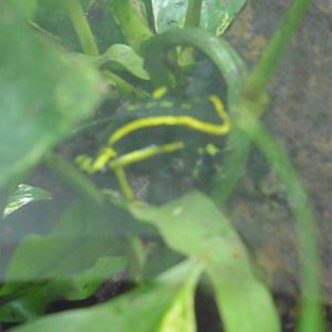 sp? Poison Dart Frog