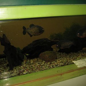 Riga Zoo - Aquarium - Piranha tank