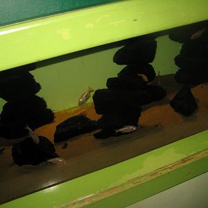 Riga Zoo - Aquarium - Mexican tetra tank