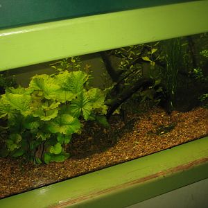 Riga Zoo - Aquarium - Scalare tank