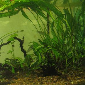 Riga Zoo - Aquarium - Asian tank