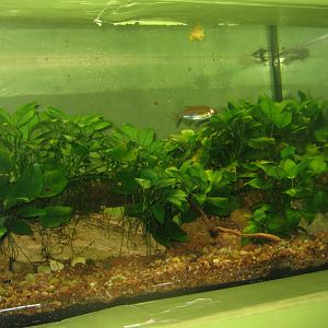 Riga Zoo - Aquarium - African tank