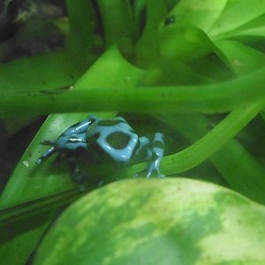 Panamanian Blue & Green Poison Dart Frog