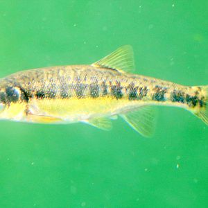European minnow (in sun bear pond); Colchester; 16th June 2018