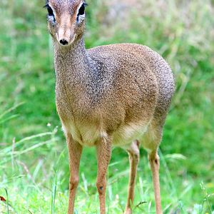 Kirk's dik-dik; Colchester; 16th June 2018