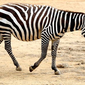 Maneless zebra; Colchester; 16th June 2018