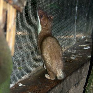 Ermine (Mustela erminea) 2010