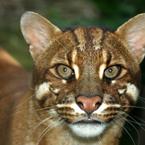 South-east Asian golden cat (Catopuma temminckii temminckii) 2010