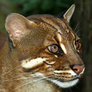 South-east Asian golden cat (Catopuma temminckii temminckii) 2010