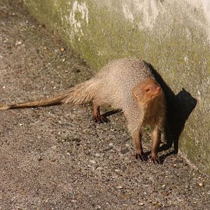 Indian grey mongoose or common grey mongoose (Herpestes edwardsi) 2010