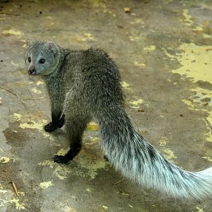 white-tailed mongoose (Ichneumia albicauda) 2010