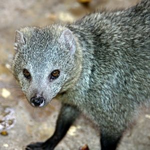 white-tailed mongoose (Ichneumia albicauda) 2010